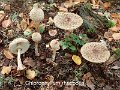 Chlorophyllum rhacodes-amf1196-1